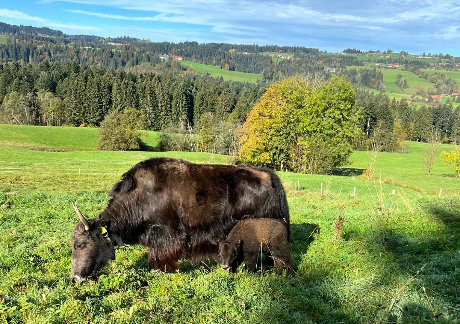 Ferienhof Sinz Im Allgaeu Weiler-Simmerberg Apartment