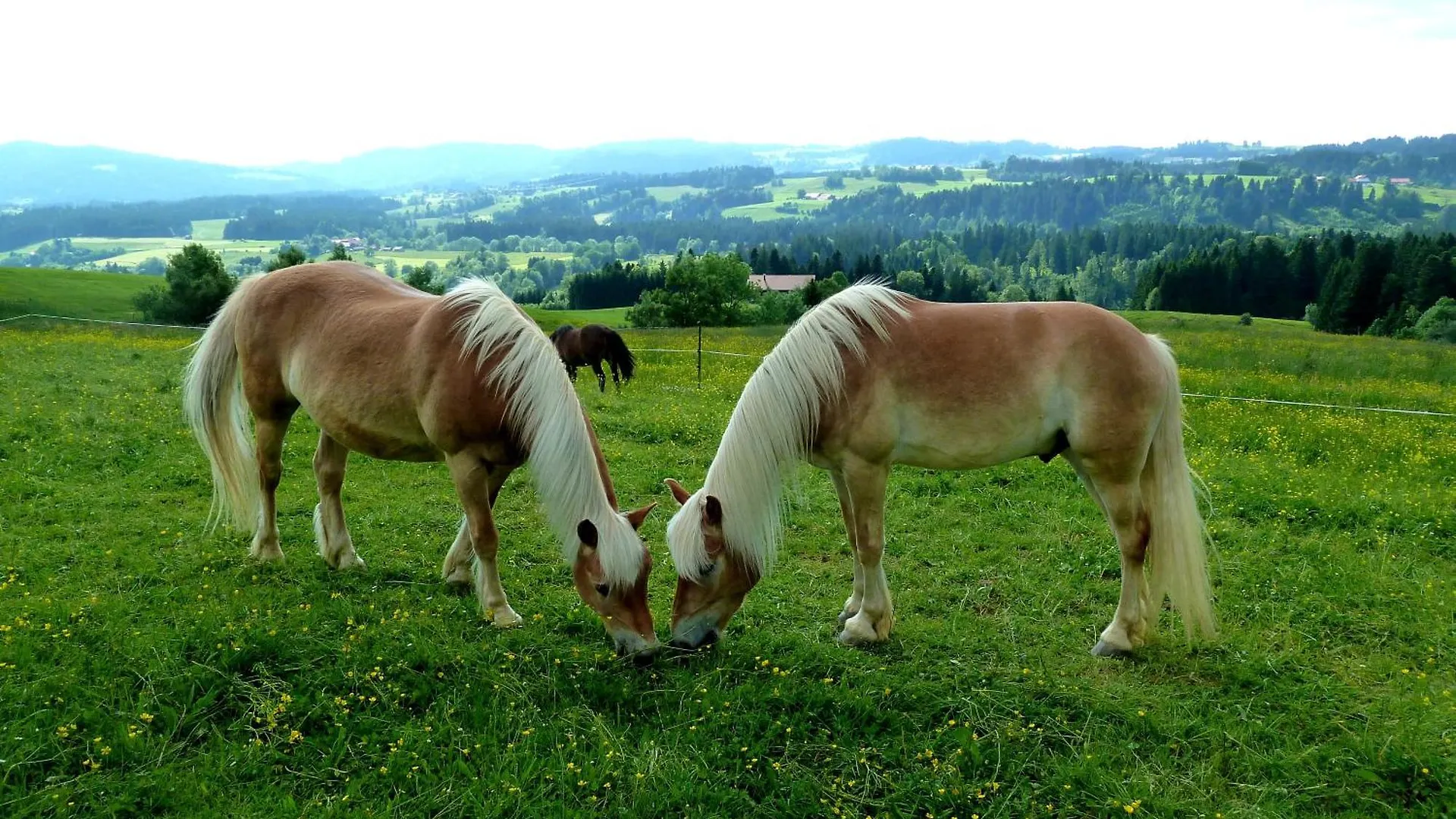 Ferienhof Sinz Im Allgaeu Weiler-Simmerberg Apartment